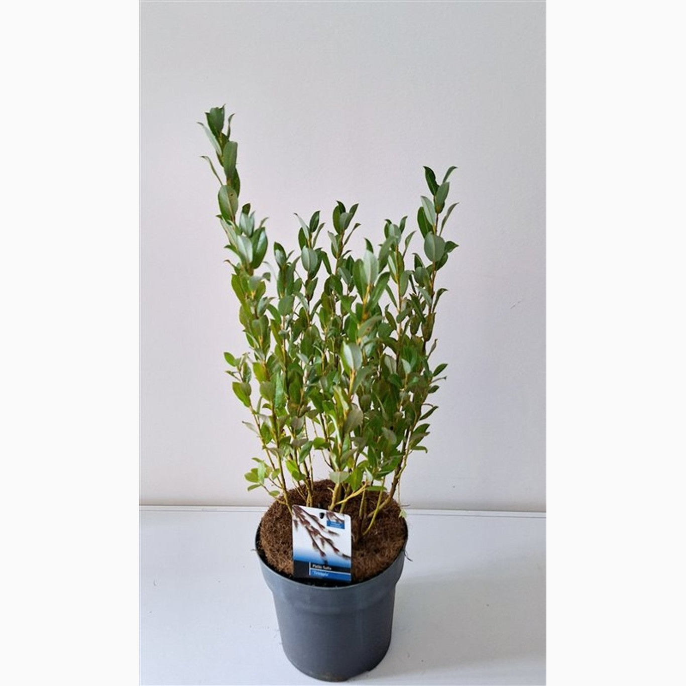 Vide – Salix tetrapla - C3 30-40 CM